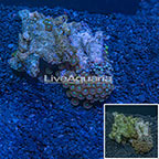 Colony Polyp Rock Zoanthus Vietnam (click for more detail)