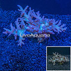 Sinularia Leather Coral Indonesia (click for more detail)