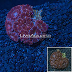 Acan Lord Coral Vietnam (click for more detail)