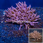 Tree Coral Indonesia (click for more detail)