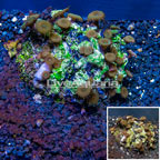 Protopalythoa Coral Indonesia (click for more detail)