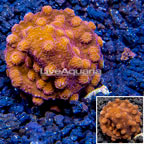 LiveAquaria® Cultured Cyphastrea Frag (click for more detail)