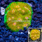 LiveAquaria® Cultured Ultra Chalice Coral (click for more detail)