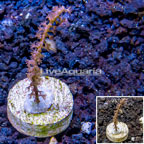 LiveAquaria® Cultured Purple Sea Whip (click for more detail)