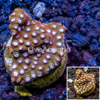 LiveAquaria® Cultured Cyphastrea Frag (click for more detail)