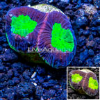 LiveAquaria® Cultured Goniastrea Coral (click for more detail)