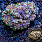 LiveAquaria® Cultured Acan Lord Coral (click for more detail)