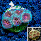 LiveAquaria® Cultured Favia Coral (click for more detail)