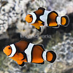 Captive-Bred Sanjay Reverse Black Photon Clownfish (Bonded Pair) (click for more detail)