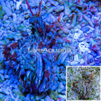 Thorny Oyster With Zoa Colony (click for more detail)