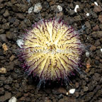 Purple Sea Urchin (click for more detail)