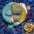 LiveAquaria® Cultured Leptoseris Coral (click for more detail)