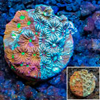 LiveAquaria® Cultured War Coral (click for more detail)