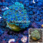 LiveAquaria® Cultured Sympodium Polyps (click for more detail)