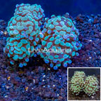 LiveAquaria® Cultured Hammer Coral (click for more detail)