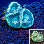LiveAquaria® Cultured Goniastrea Brain Coral (click for more detail)