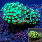 LiveAquaria® Cultured Hammer Coral (click for more detail)