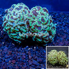 LiveAquaria® Cultured Hammer Coral (click for more detail)