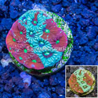 LiveAquaria® Cultured War Coral (click for more detail)