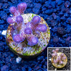 LiveAquaria® Cultured Pocillopora Coral (click for more detail)