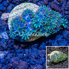 LiveAquaria® Cultured Sympodium Polyps (click for more detail)