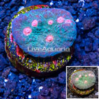 LiveAquaria® Cultured Ultra Chalice Coral (click for more detail)