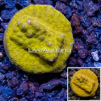 LiveAquaria® Cultured Psammacora Coral (click for more detail)
