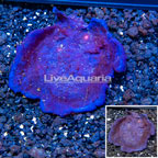 LiveAquaria® Cultured Photosynthetic Plating Blue Sponge (click for more detail)