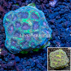 LiveAquaria® Cultured Favia Coral (click for more detail)