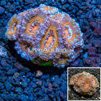 LiveAquaria® Cultured Acan Lord Coral (click for more detail)