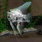 Panda Angelfish (click for more detail)