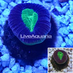 LiveAquaria® Cultured Goniastrea Coral (click for more detail)