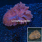 Cabbage Leather Coral Vietnam (click for more detail)