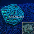 Goniastrea Brain Coral Australia  (click for more detail)