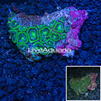 Acan Lord Coral Vietnam (click for more detail)