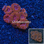 Acan Lord Coral Vietnam (click for more detail)