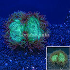 Elegance Coral Australia  (click for more detail)