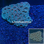 Dipsastraea Brain Coral Australia (click for more detail)