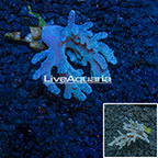 Sinularia Leather Coral Indonesia (click for more detail)
