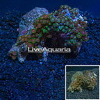 Colony Polyp Rock Zoanthus Vietnam (click for more detail)