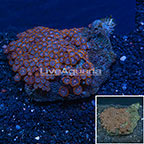 Colony Polyp Rock Zoanthus Vietnam (click for more detail)