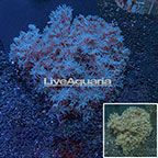 Xenia Coral Indonesia (click for more detail)