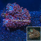 Colony Polyp Rock Zoanthus Vietnam (click for more detail)