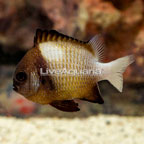 Cloudy Damselfish (click for more detail)