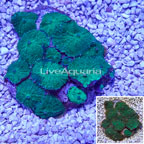Rhodactis Mushroom Rock Indonesia (click for more detail)