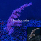 USA Cultured Pink Gorgonian (click for more detail)