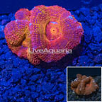LiveAquaria® Acan Lord Coral (click for more detail)