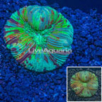 Open Brain Coral Vietnam (click for more detail)