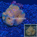 Acan Echinata Coral Vietnam (click for more detail)