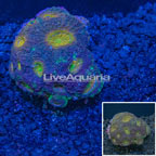 Acan Echinata Coral Vietnam (click for more detail)